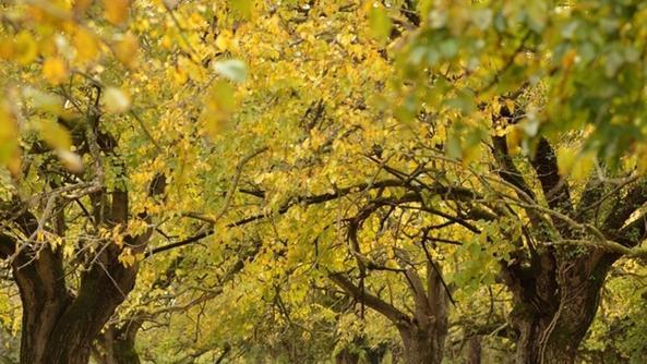 Salviamo il GELSETO DEL PILANDRO – Ultimo lembo dell’antica “Selva Lugana”
